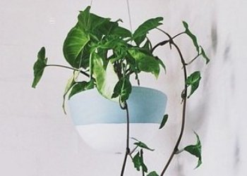 10. Filodendron